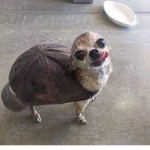 what the dog doin