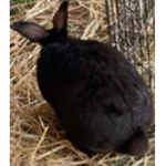 Bunny cute club