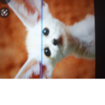Animals is cool