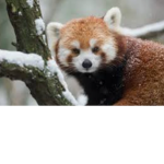 Red Pandas Are Amazing