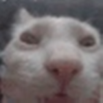 .spip