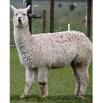 THE ULTIMATE LAMA SQUAD