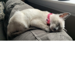 Always love Cats