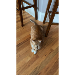 Ranger