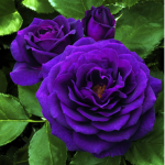Purple roses <3