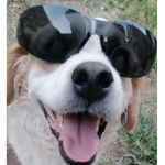 El pollo feliz