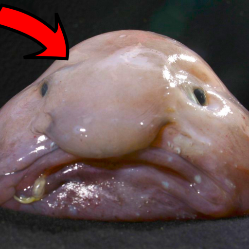 Be A Blob