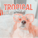 • tropical paradise •