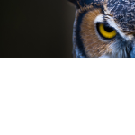 Owl hunters.