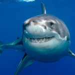 ##SHARKS