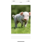 I Like pigs