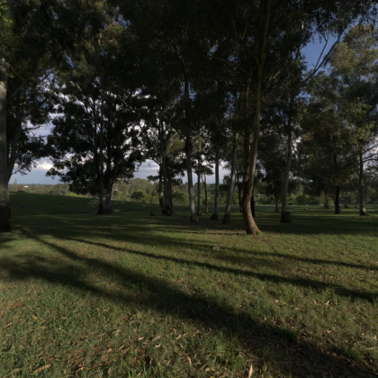Green Tree Skybox