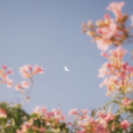 • Moon Blossom •