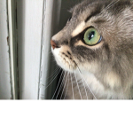 Millie the cat squad