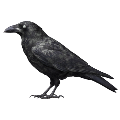 Zombie Crow