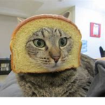 Cats game gruop