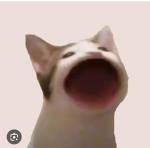Popcat Cuties