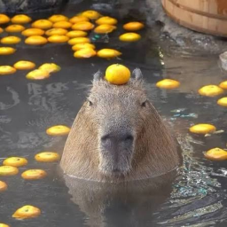 Capybara Island