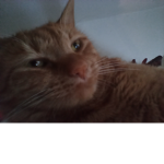 Cat friends With me