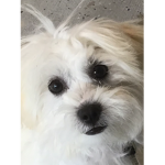 Softie club love puppy