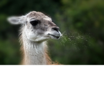 LLAMA SPIT STUDIOS