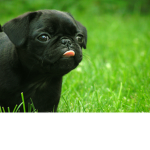 Pug fan group :D