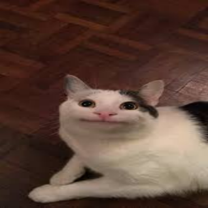 Beluga cat Roblox decal