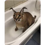 Cat army/nation