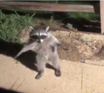 mapaches gamer XDDDDDDDDDDD