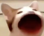 Pop cat mafia