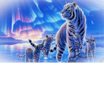 lost tiger's