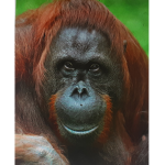 The Orangutan Fan Club