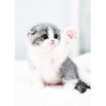 ~|Kitty vibes|~