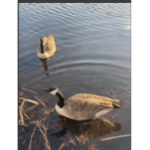 duck group quack :P