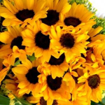 Sunflowers Secret