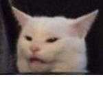 Phantom Forces Cats