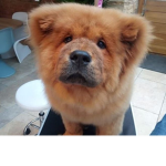 The Chow Sqaud