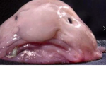 The blobfish fan club