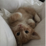 meeoweeow