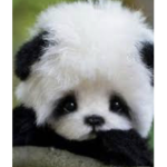 Da cutest pandas
