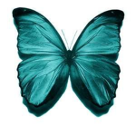 The Beautiful_Butterflies