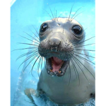 #Seal fan’s