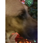 The dog a winner