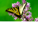 butterfly salon