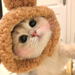 COSMO KITTIES