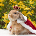 The Bunny King