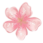 Forsythia| 金花