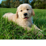 Animal sarfi