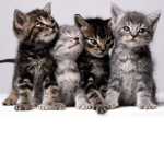 Kitty Cuties Group