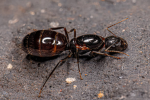 Queen Of All Ant's United